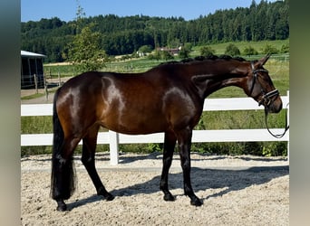 Duits sportpaard, Merrie, 5 Jaar, 163 cm, Donkerbruin