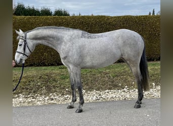 Duits sportpaard, Merrie, 5 Jaar, 163 cm, Schimmel