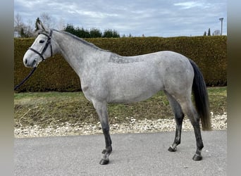 Duits sportpaard, Merrie, 5 Jaar, 163 cm, Schimmel