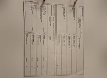 Duits sportpaard, Merrie, 5 Jaar, 163 cm, Vos