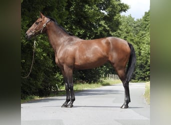 Duits sportpaard, Merrie, 5 Jaar, 164 cm, Bruin