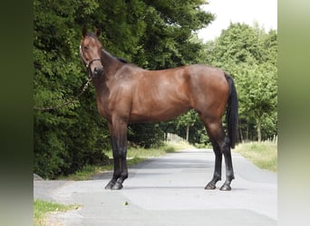 Duits sportpaard, Merrie, 5 Jaar, 164 cm, Bruin