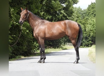 Duits sportpaard, Merrie, 5 Jaar, 164 cm, Bruin