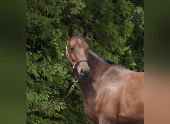 Duits sportpaard, Merrie, 5 Jaar, 164 cm, Bruin