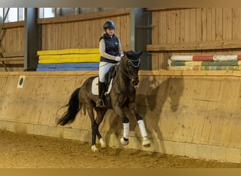 Duits sportpaard, Merrie, 5 Jaar, 164 cm, Donkerbruin