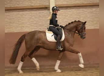 Duits sportpaard, Merrie, 5 Jaar, 164 cm, Donkere-vos