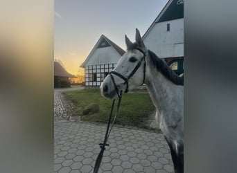 Duits sportpaard, Merrie, 5 Jaar, 164 cm, Schimmel