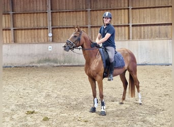 Duits sportpaard, Merrie, 5 Jaar, 164 cm, Vos