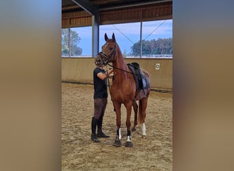 Duits sportpaard, Merrie, 5 Jaar, 164 cm, Vos