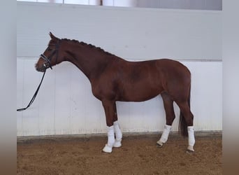 Duits sportpaard, Merrie, 5 Jaar, 164 cm, Vos