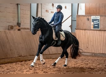 Duits sportpaard, Merrie, 5 Jaar, 164 cm, Zwart