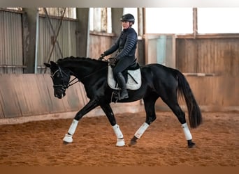 Duits sportpaard, Merrie, 5 Jaar, 164 cm, Zwart