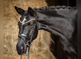 Duits sportpaard, Merrie, 5 Jaar, 164 cm, Zwart