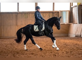 Duits sportpaard, Merrie, 5 Jaar, 164 cm, Zwart