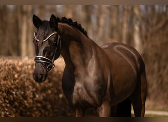 Duits sportpaard, Merrie, 5 Jaar, 164 cm, Zwart