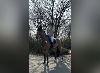 Duits sportpaard, Merrie, 5 Jaar, 165 cm, Bruin