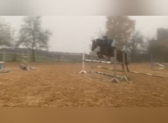 Duits sportpaard, Merrie, 5 Jaar, 165 cm, Bruin