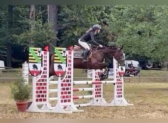 Duits sportpaard, Merrie, 5 Jaar, 165 cm, Donkerbruin