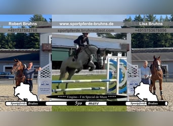 Duits sportpaard, Merrie, 5 Jaar, 165 cm, Schimmel