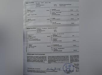 Duits sportpaard, Merrie, 5 Jaar, 165 cm, Schimmel