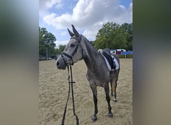 Duits sportpaard, Merrie, 5 Jaar, 165 cm, Schimmel