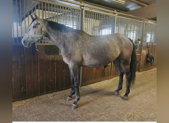 Duits sportpaard, Merrie, 5 Jaar, 166 cm, Appelschimmel