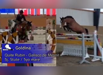 Duits sportpaard, Merrie, 5 Jaar, 166 cm, Bruin