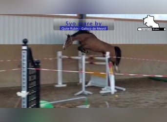 Duits sportpaard, Merrie, 5 Jaar, 166 cm, Bruin