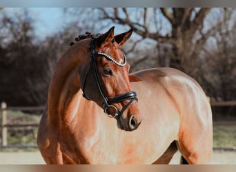 Duits sportpaard, Merrie, 5 Jaar, 166 cm, Bruin