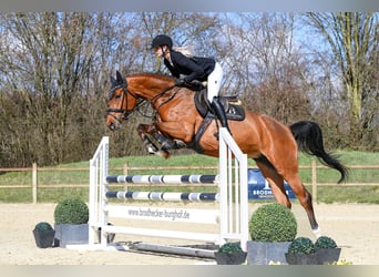 Duits sportpaard, Merrie, 5 Jaar, 166 cm, Bruin