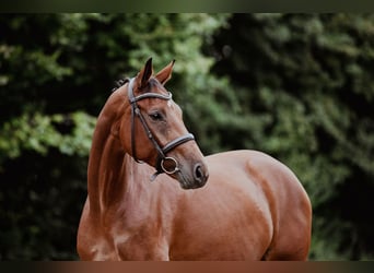 Duits sportpaard, Merrie, 5 Jaar, 166 cm, Bruin