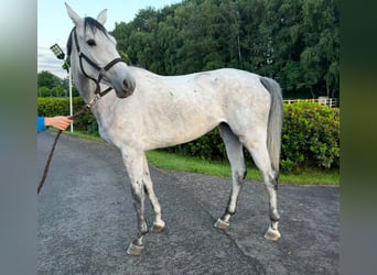 Duits sportpaard, Merrie, 5 Jaar, 166 cm, Schimmel