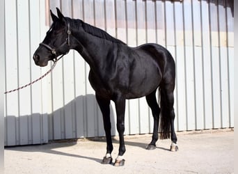 Duits sportpaard, Merrie, 5 Jaar, 166 cm, Zwart
