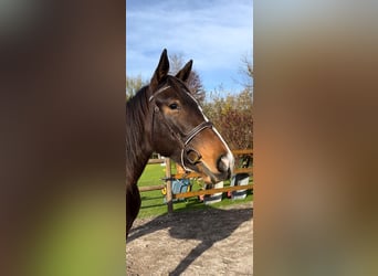 Duits sportpaard, Merrie, 5 Jaar, 167 cm, Bruin