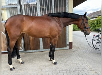 Duits sportpaard, Merrie, 5 Jaar, 167 cm, Bruin