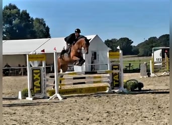 Duits sportpaard, Merrie, 5 Jaar, 167 cm, Lichtbruin