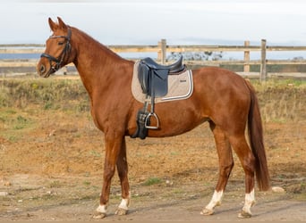 Duits sportpaard, Merrie, 5 Jaar, 167 cm, Vos