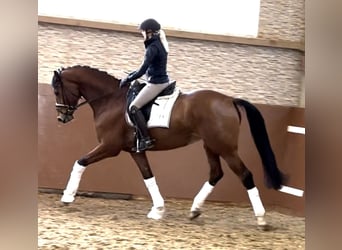 Duits sportpaard, Merrie, 5 Jaar, 168 cm, Brauner