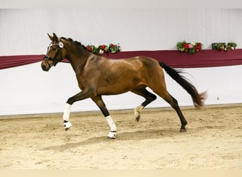 Duits sportpaard, Merrie, 5 Jaar, 168 cm, Bruin