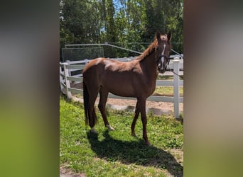 Duits sportpaard, Merrie, 5 Jaar, 168 cm, Bruin
