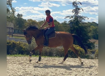 Duits sportpaard, Merrie, 5 Jaar, 168 cm, Bruin