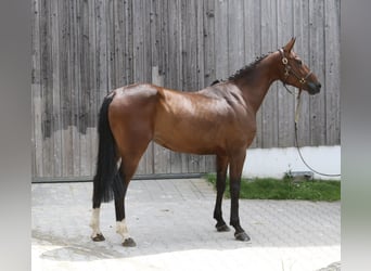Duits sportpaard, Merrie, 5 Jaar, 168 cm, Bruin