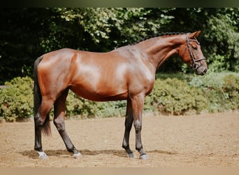 Duits sportpaard, Merrie, 5 Jaar, 168 cm, Bruin