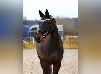 Duits sportpaard, Merrie, 5 Jaar, 168 cm, Donkerbruin