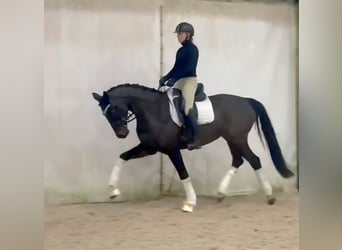 Duits sportpaard, Merrie, 5 Jaar, 168 cm, Donkerbruin