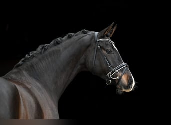 Duits sportpaard, Merrie, 5 Jaar, 168 cm, Donkerbruin