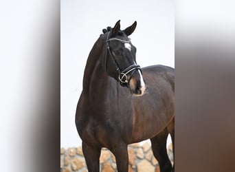 Duits sportpaard, Merrie, 5 Jaar, 168 cm, Donkerbruin