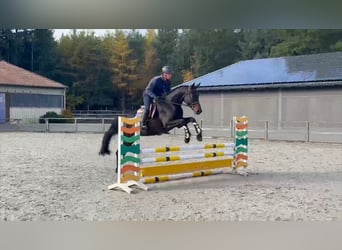 Duits sportpaard, Merrie, 5 Jaar, 168 cm, Donkerbruin