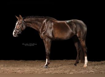 Duits sportpaard, Merrie, 5 Jaar, 168 cm, Donkere-vos