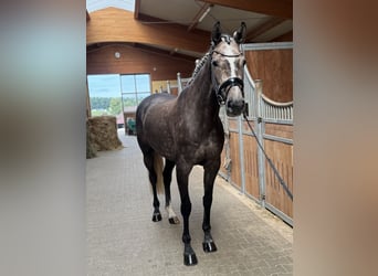Duits sportpaard, Merrie, 5 Jaar, 168 cm, Schimmel